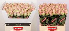 fresco flowers news archieven fresco flowers we check pack and supply fresco flowers news archieven fresco flowers we check pack and supply