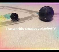 Image result for What Is the Smallest Berry
