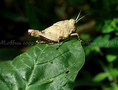 Image result for White Grasshopper