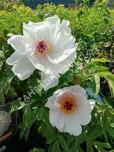 Image result for Paeonia suffruticosa Xue Ta