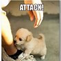 Image result for Hilarious Pets