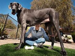 Image result for Biggest Dog to Ever Live