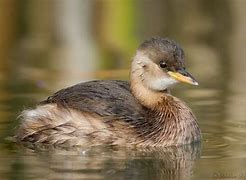 Image result for Tachybaptus ruficollis