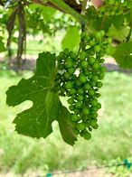 Image result for Grape Berry Pea Size