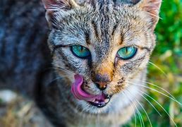 Image result for Cat Face Eyes