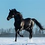 Image result for American Mustang Horse