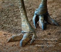 Image result for Razor-Sharp Claws Animals
