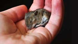 Image result for Mice Sleep and Wake