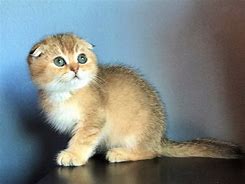 Image result for Munchkin Cat Mix