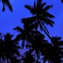 Image result for Palm Trees Background Laptop