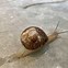 Image result for Snail Parkour Meme