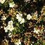 Image result for Potentilla fruticosa Abbotswood