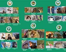 Image result for about zoo wiki