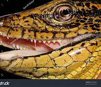 Image result for Tegu Lizard Teeth