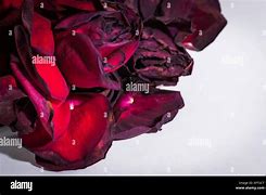 Image result for Red Rose Dying