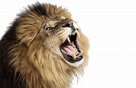 Image result for Lion Head PNG