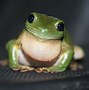 Image result for Pet Tree Frog