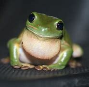 Image result for Tree Frogs as Pets