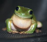 Image result for Pet Tree Frog