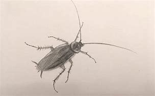 Image result for Cartoon Insects Drawing