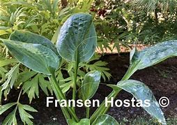 Image result for Hosta Lakeside Beach Bum