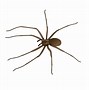 Image result for Biggest Spider Ever Seen Size