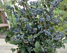 Image result for Vaccinium corymbosum Hardy Blue