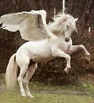 Image result for White Pegasus Horse