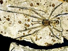 Image result for Largest Spider Fossil