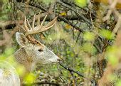 Image result for Whitetail Deer at Sunrise Wallpaper
