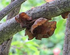 Image result for Farm Wood Ear