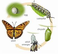 Image result for Butterfly Life Cycle Activity Page