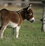 Image result for American Donkey