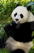 Image result for Female Giant Panda