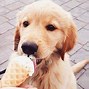 Image result for Dog Ice Cream Cone