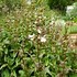 Image result for Scabiosa columbaria