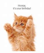 Image result for Ginger Kitty Cat Meme
