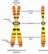 Image result for Chromosome and Chromatid Difference