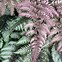 Image result for Athyrium niponicum Burgundy Lace