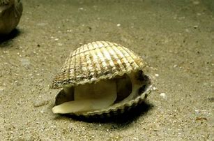 Image result for Common Cockle