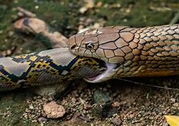 Image result for Snake Eating Another Snake