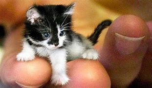 Image result for Smallest Cat Ever