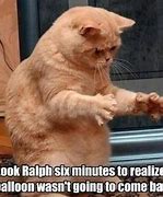 Image result for Funny Cat Memes 1