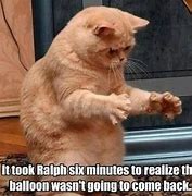 Image result for Funny Cat Memes