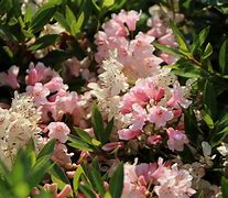 Image result for Rhododendron micranthum Bloombux