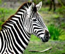 Image result for Zebra G Series GK420d