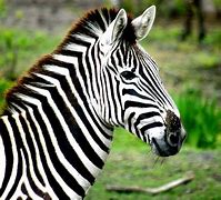 Image result for Sewa Printer Zebra