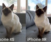 Image result for iPhone XR Portrait Mode Non People