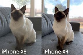 Image result for iPhone XR Portrait Mode