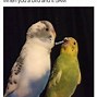 Image result for Funny Parakeets